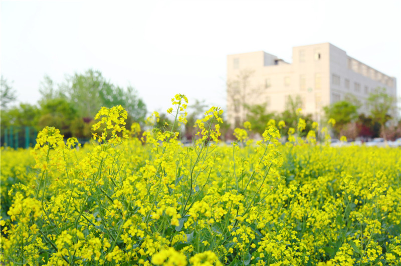 油菜花.JPG